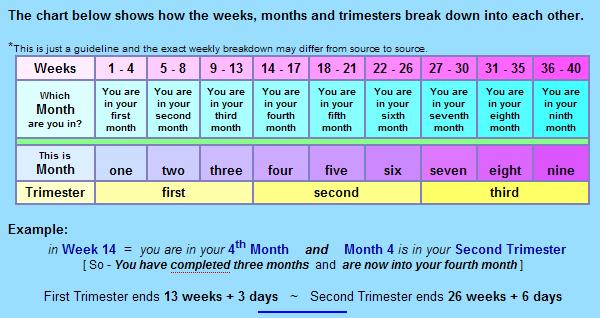 Trimester Month Week Breakdown