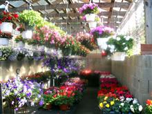 Hanging baskets