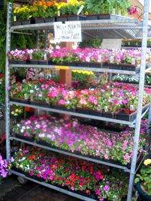 Potted flowers